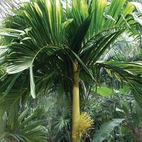 Areca-catechu-cv.-alba.jpg