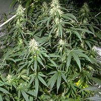 cannabis.sativa.jpg