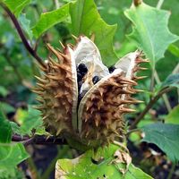 Datura_stramonium_Seed_01.jpg