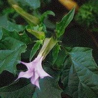 datura.stramonium.jpg