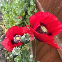 papaver.somniferum-1.jpg
