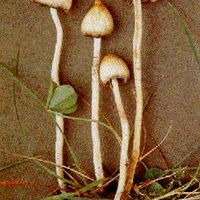 psilocybe.semilanceata.jpg