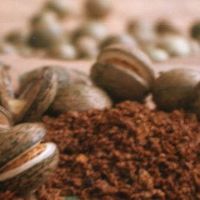 voacanga_fruits_and_seeds.jpg