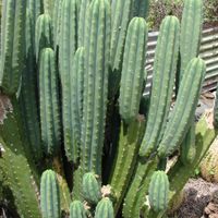 trichocereus.pachanoi-1.jpg